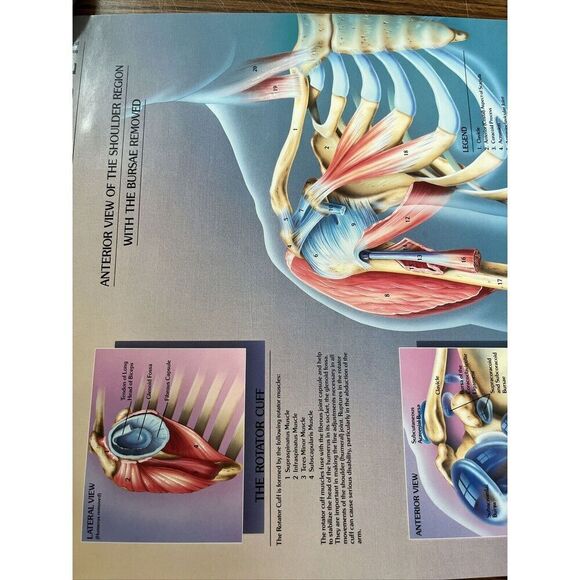 Vintage 1985 The Amazing Shoulder Poster McNeil Pharmaceutical Tylenol Promo - Picture 5 of 10